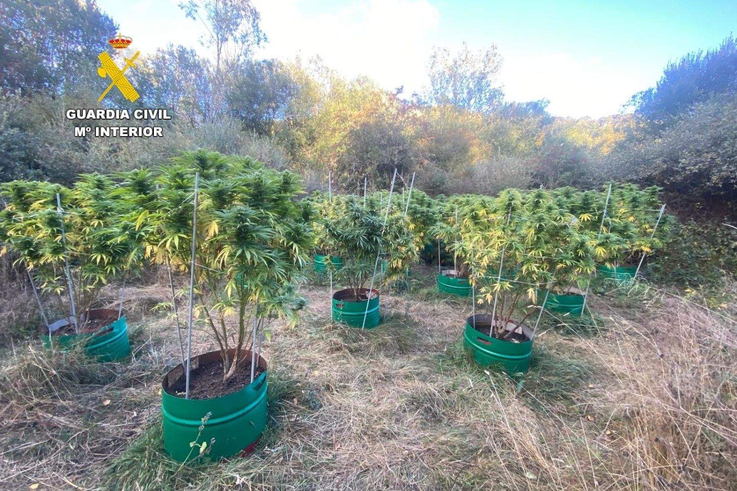 Desmantelan tres plantaciones de marihuana en Puebla de Lillo (León)