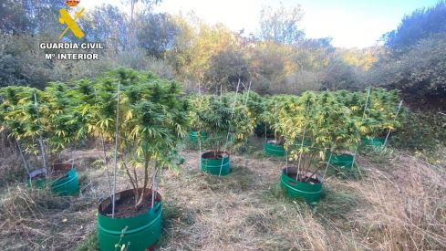 Foto archivo. Desmantelan tres plantaciones de marihuana en Puebla de Lillo (León)