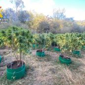 Foto archivo. Desmantelan tres plantaciones de marihuana en Puebla de Lillo (León)