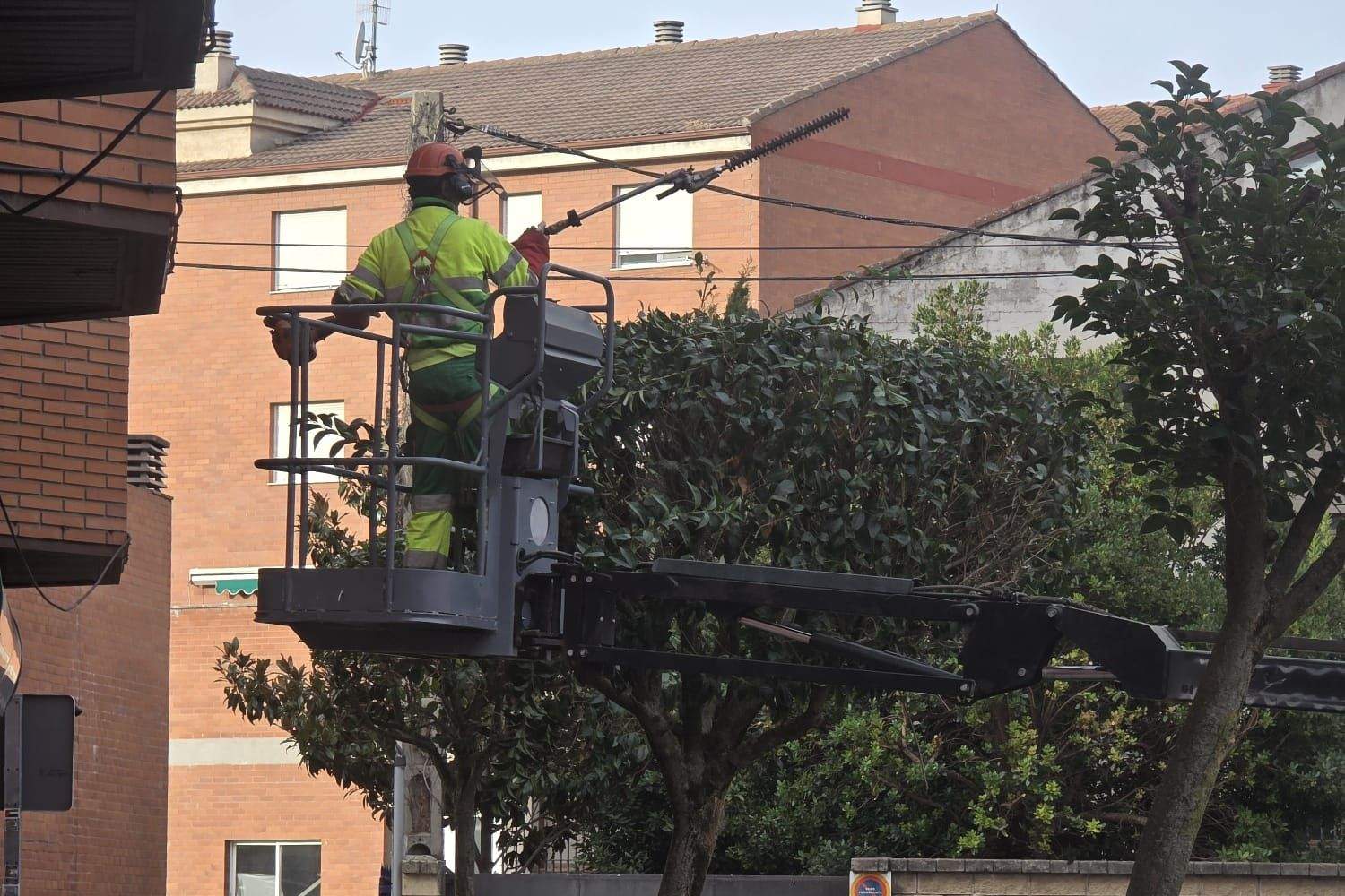 Poda arboles la bañeza Poda arboles la bañeza
