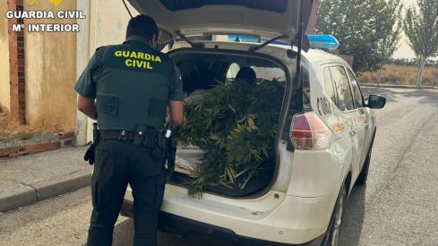 Desmantelada una plantación de marihuana en Villamañán (León)