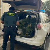 Desmantelada una plantación de marihuana en Villamañán (León)