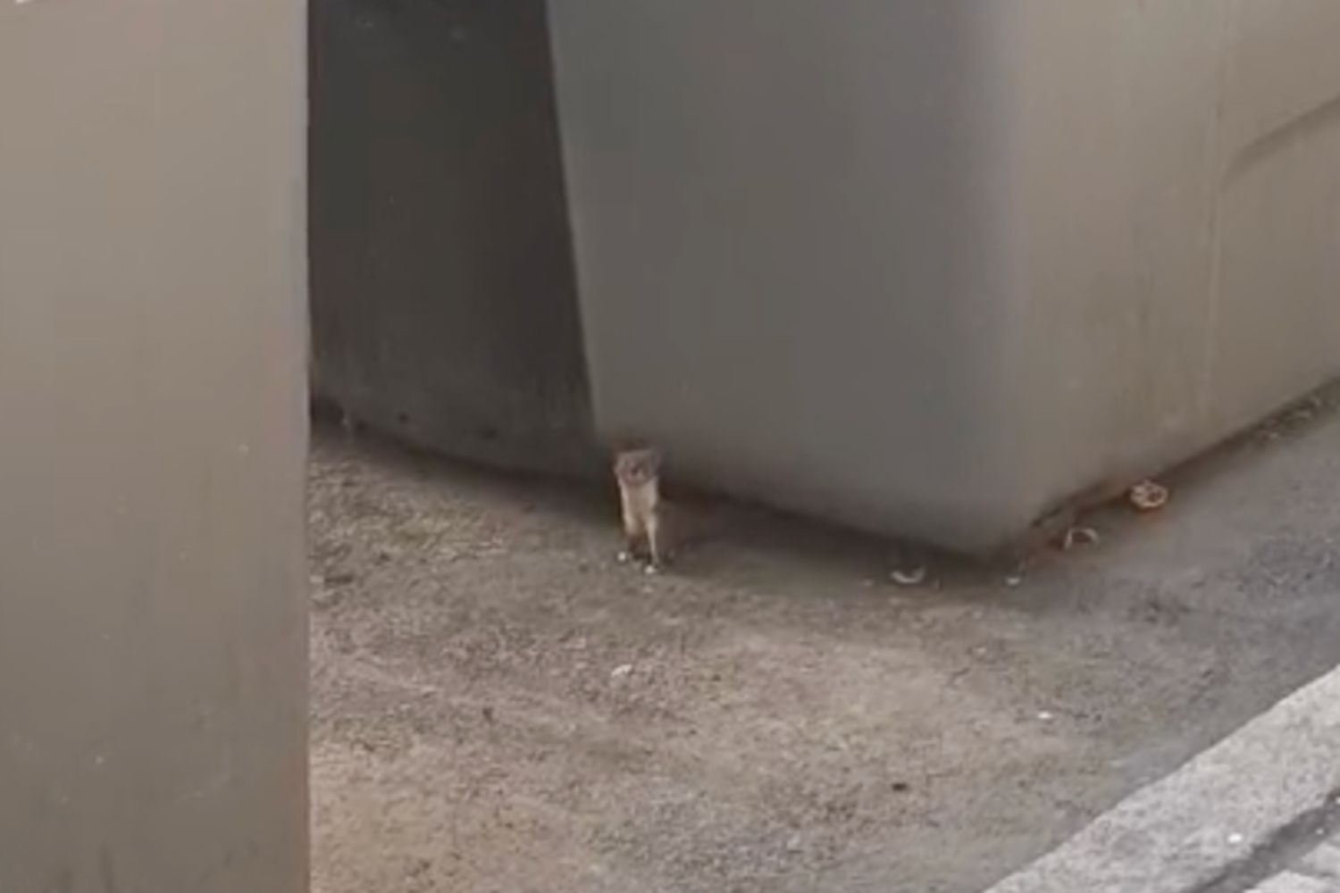 comadreja (1) comadreja (1)