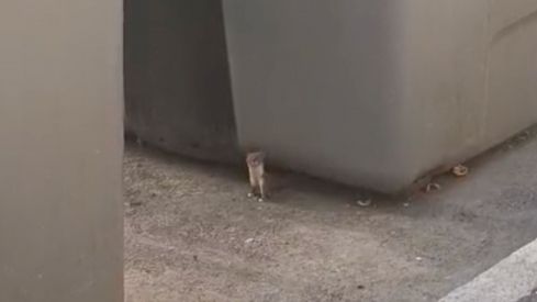 Comadrejas en Trobajo del Camino: Vecinos alertan de la presencia de este pequeño carnívoro en la localidad