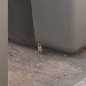 Comadrejas en Trobajo del Camino: Vecinos alertan de la presencia de este pequeño carnívoro en la localidad