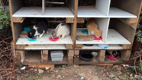 San Andrés del Rabanedo aprueba el Plan CER para la gestión de las colonias felinas