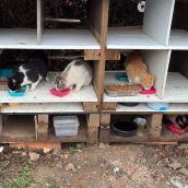 San Andrés del Rabanedo aprueba el Plan CER para la gestión de las colonias felinas