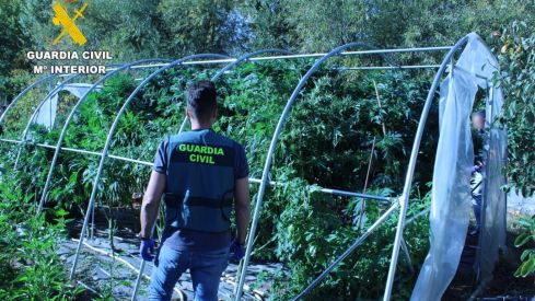 Desmantelada una plantación de marihuana en Hospital de Órbigo (León)