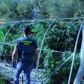 Desmantelada una plantación de marihuana en Hospital de Órbigo (León)