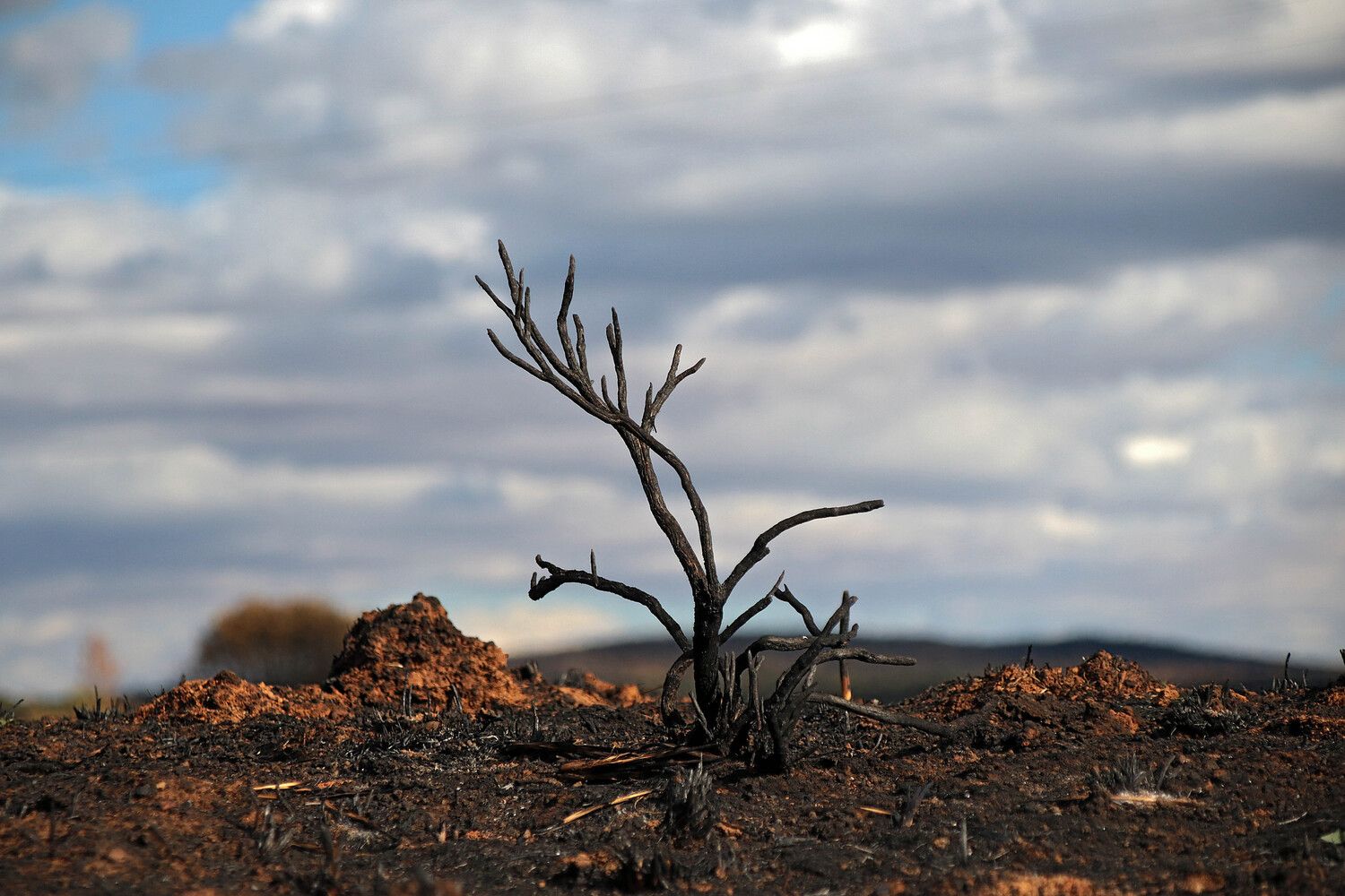 Las consecuencias de los incendios en Castrocalbón (León) | Peio García / ICAL