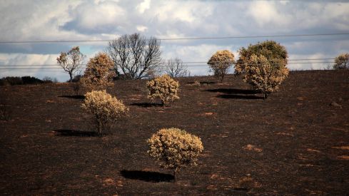 Consecuencias de los incendios de este verano en la provincia de León | Peio García / ICAL