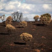 Consecuencias de los incendios de este verano en la provincia de León | Peio García / ICAL