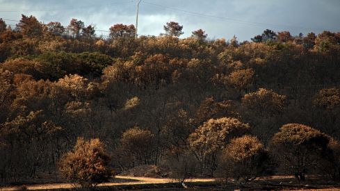 Las consecuencias de los incendios en Castrocalbón (León) | Peio García / ICAL