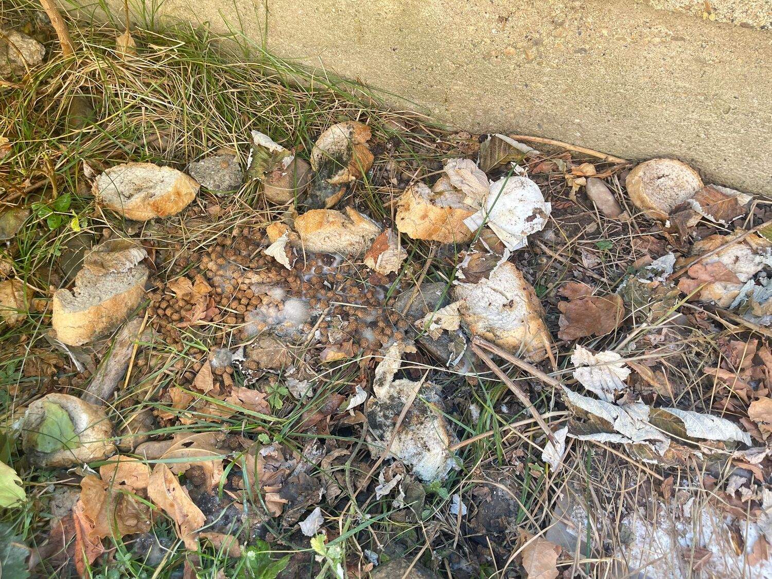 Comida de gato en el patio del CEIP Lope de Vega