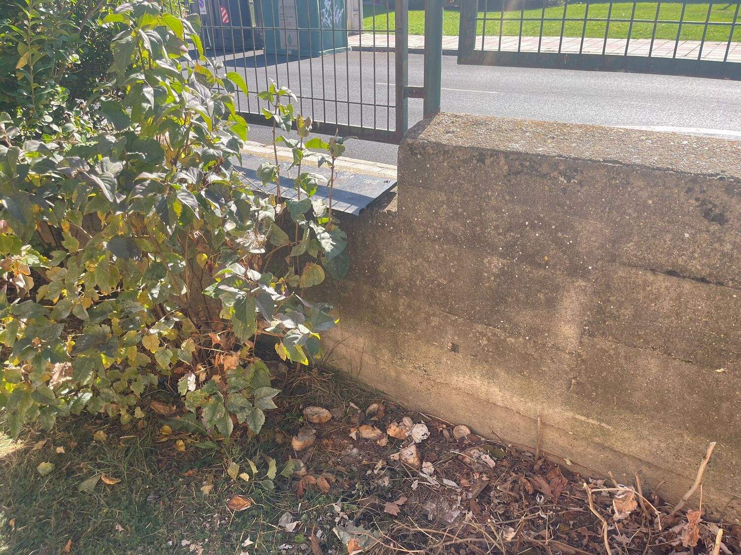 Comida de gato en el patio del CEIP Lope de Vega