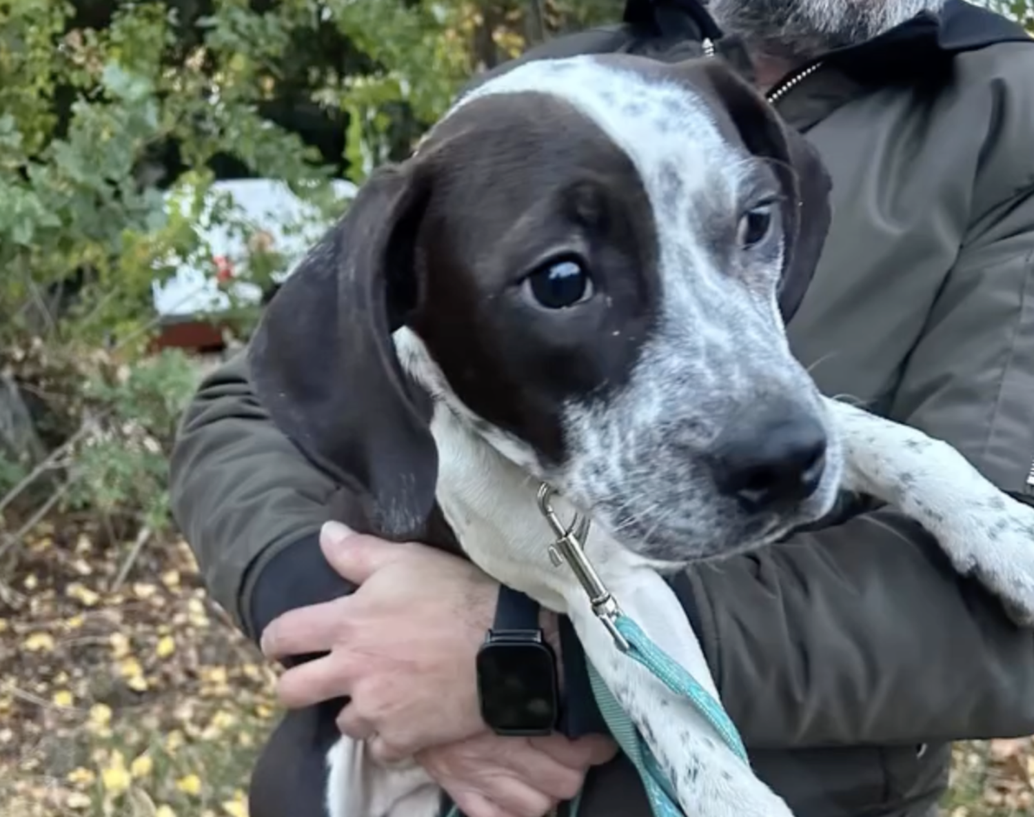 Pinto | APAP Pinto | APAP