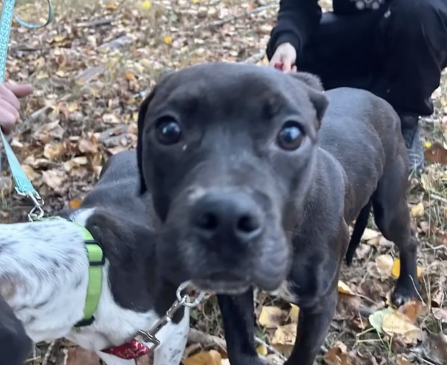 Pino | APAP Pino | APAP