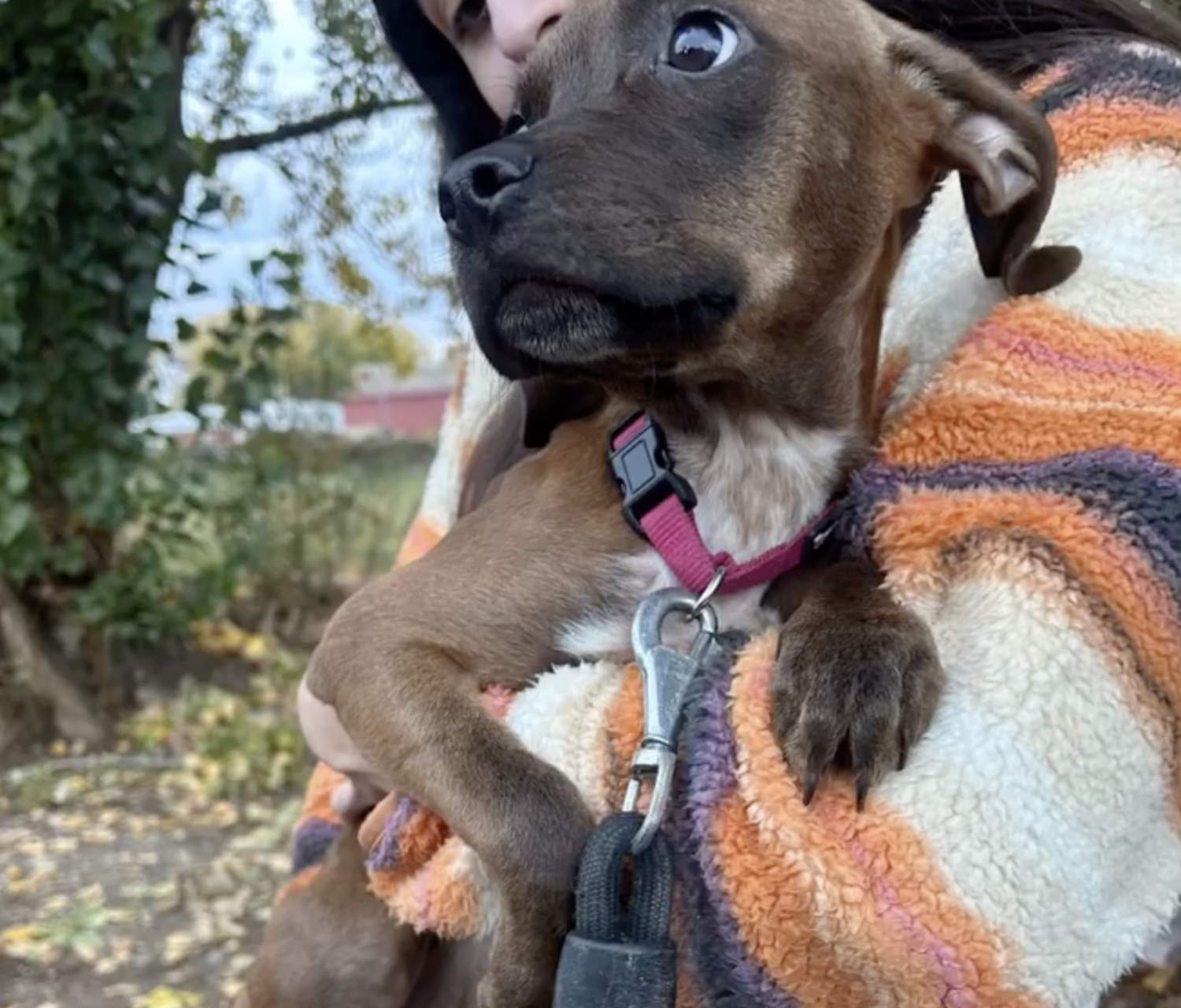 Kosa | APAP Kosa | APAP