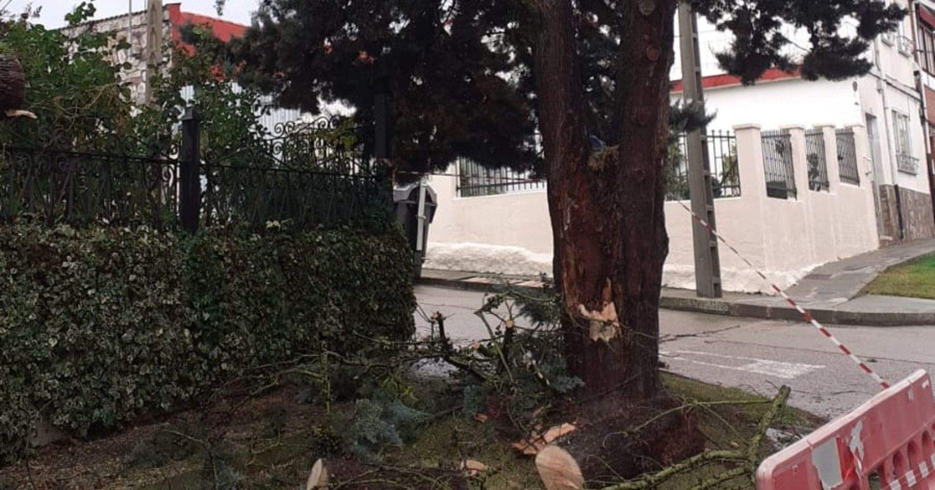 Árbol caído en La Bañeza