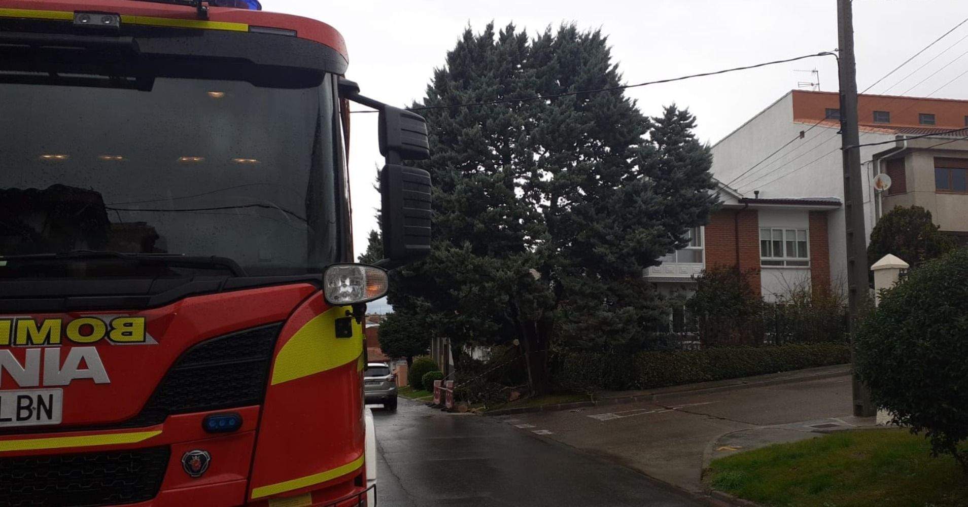 Árbol caído en La Bañeza
