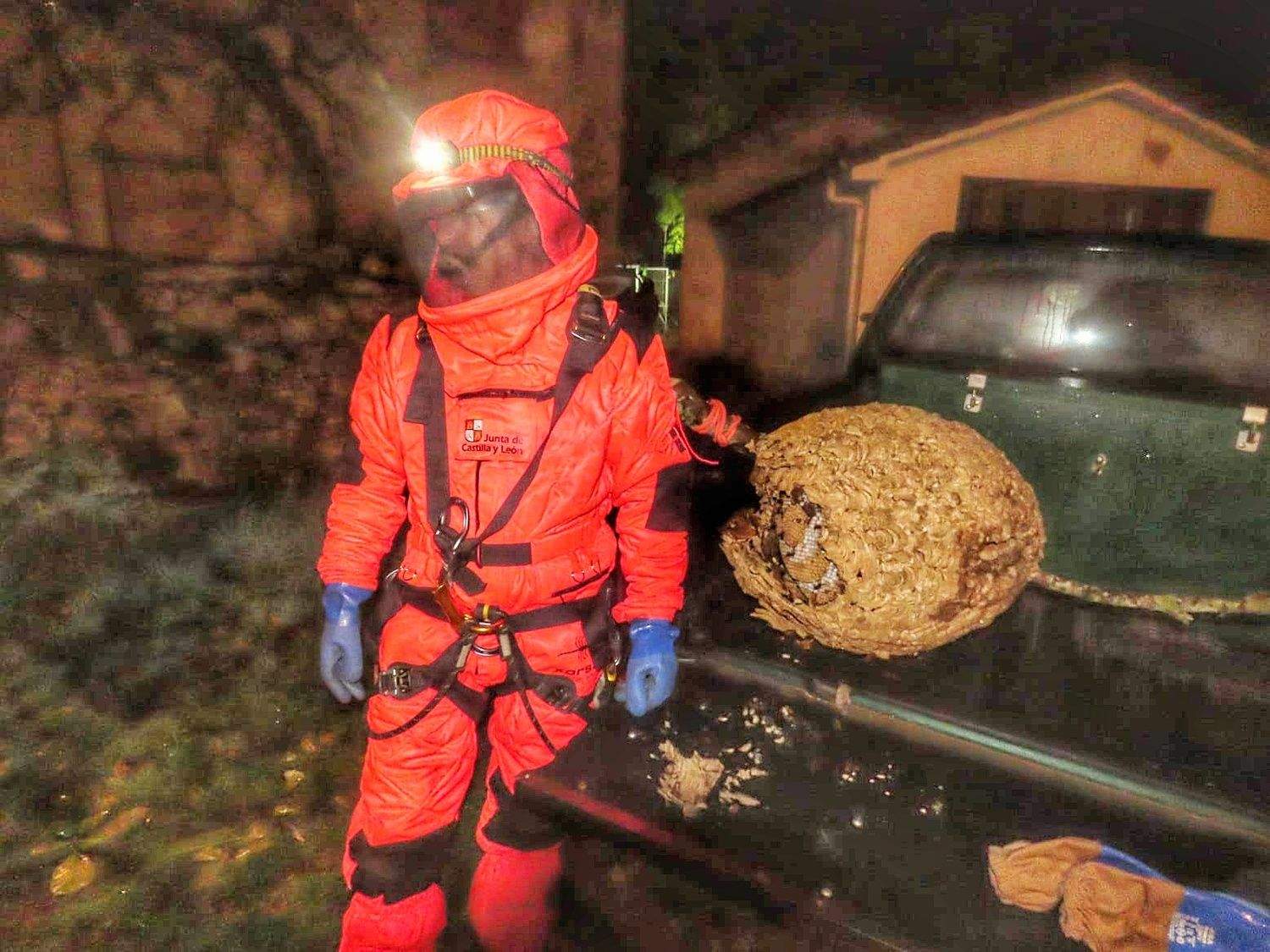 Lucha contra la 'Vespa velutina' en León: La Junta retiró 80 nidos de avispa asíatica en la provincia 