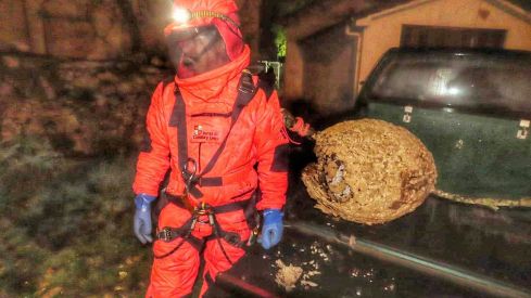 Lucha contra la 'Vespa velutina' en León: La Junta retiró 80 nidos de avispa asíatica en la provincia 