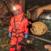 Lucha contra la 'Vespa velutina' en León: La Junta retiró 80 nidos de avispa asíatica en la provincia 