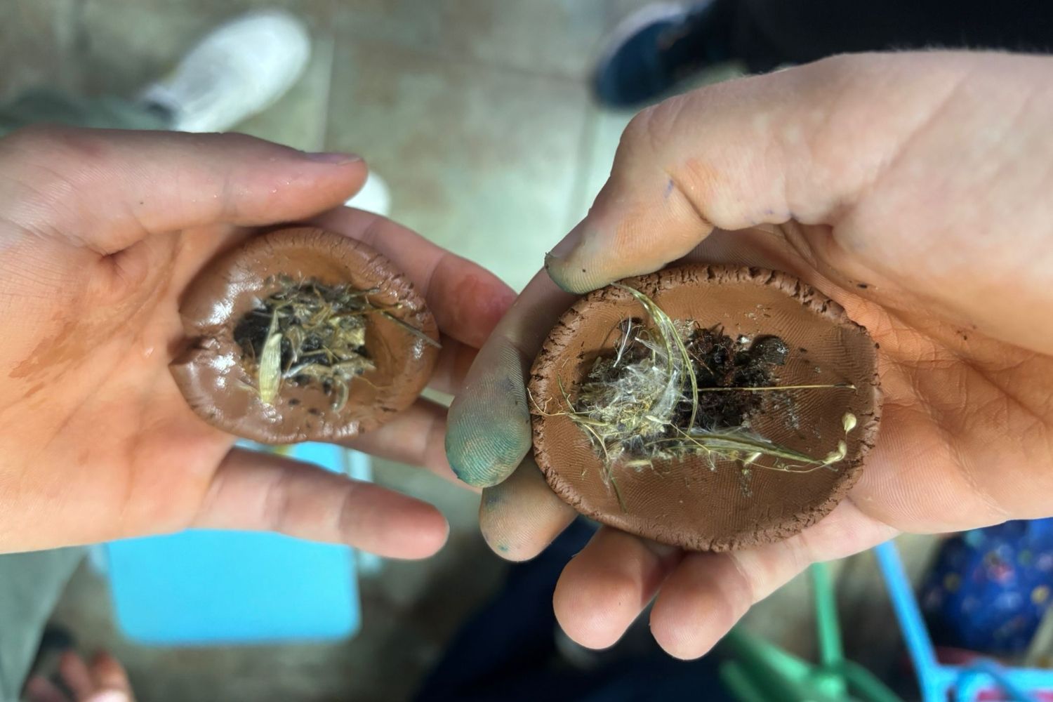 Bombas de semillas III (1)