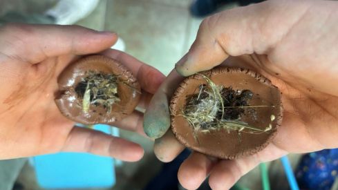 El CEIP Emilia Menéndez de La Robla ayuda a la reforestación tras los incendios con 'bombas de semilla'