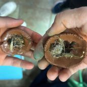 El CEIP Emilia Menéndez de La Robla ayuda a la reforestación tras los incendios con 'bombas de semilla'