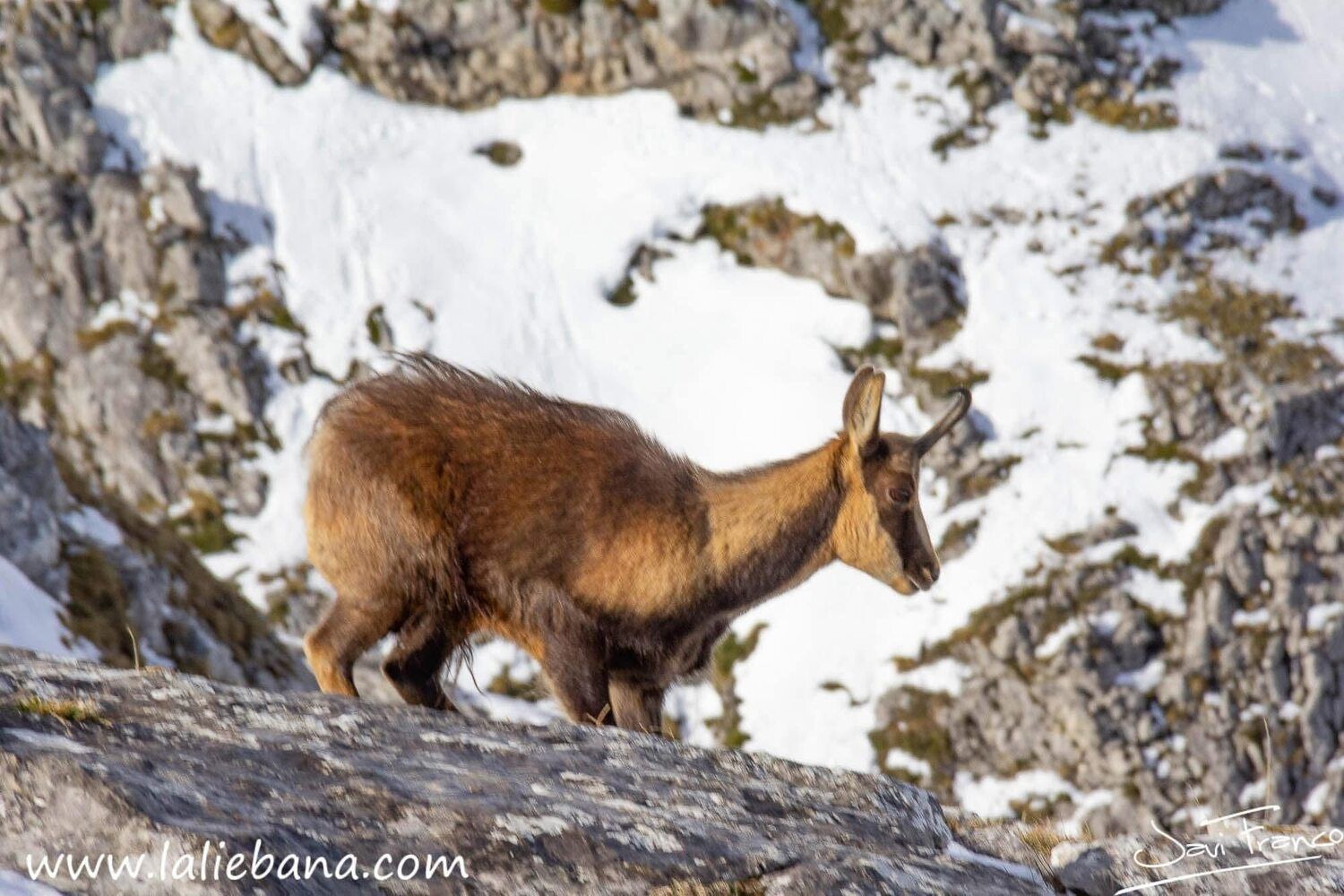 Así resisten los animales a las nevadas en Picos de Europa | FB: Liébana, Un Lugar Por Descubrir