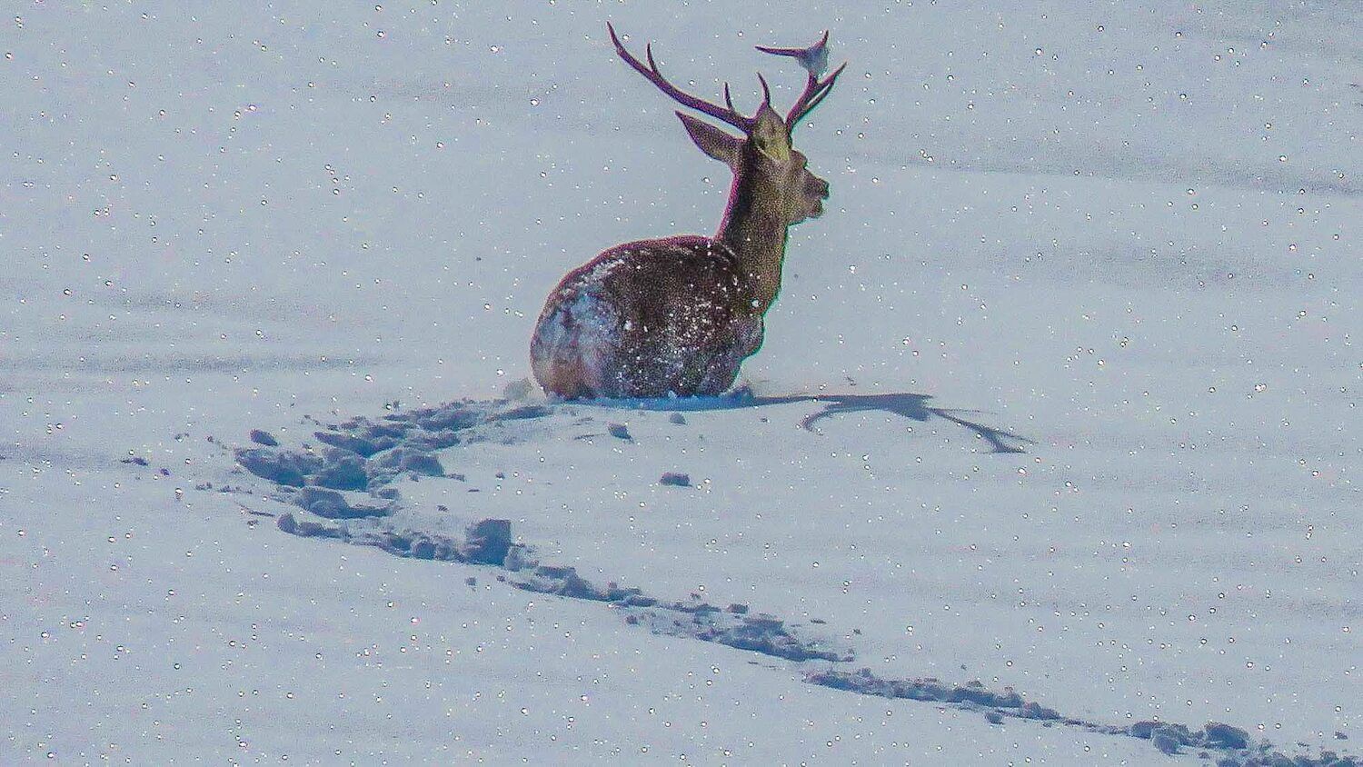 Así resisten los animales a las nevadas en Picos de Europa | FB: Liébana, Un Lugar Por Descubrir