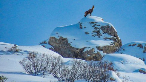Así resisten los animales a las nevadas en Picos de Europa | FB: Liébana, Un Lugar Por Descubrir
