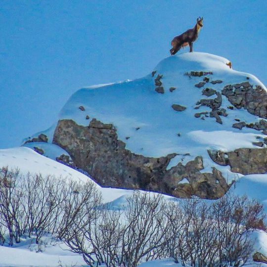 Así resisten los animales a las nevadas en Picos de Europa | FB: Liébana, Un Lugar Por Descubrir Así resisten los animales a las nevadas en Picos de Europa | FB: Liébana, Un Lugar Por Descubrir