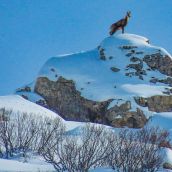 Así resisten los animales a las nevadas en Picos de Europa | FB: Liébana, Un Lugar Por Descubrir Así resisten los animales a las nevadas en Picos de Europa | FB: Liébana, Un Lugar Por Descubrir