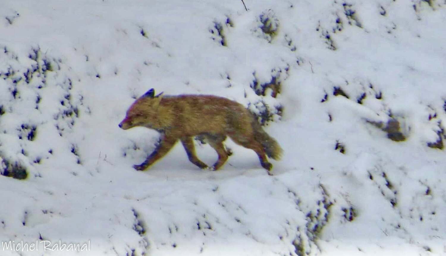 Así resisten los animales a las nevadas en Picos de Europa | FB: Liébana, Un Lugar Por Descubrir