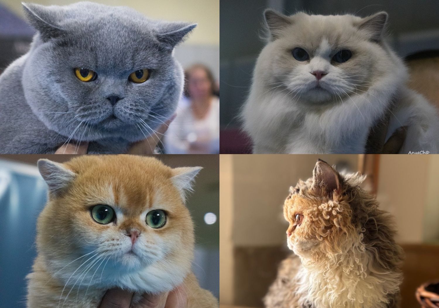 San Andrés del Rabanedo acoge la Exposición Felina Internacional con 150 gatos de raza este fin de semana San Andrés del Rabanedo acoge la Exposición Felina Internacional con 150 gatos de raza este fin de semana