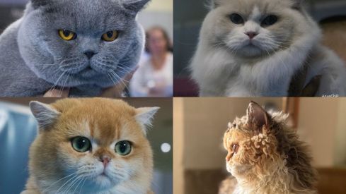 San Andrés del Rabanedo acoge la Exposición Felina Internacional con 150 gatos de raza este fin de semana