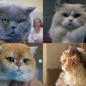 San Andrés del Rabanedo acoge la Exposición Felina Internacional con 150 gatos de raza este fin de semana San Andrés del Rabanedo acoge la Exposición Felina Internacional con 150 gatos de raza este fin de semana