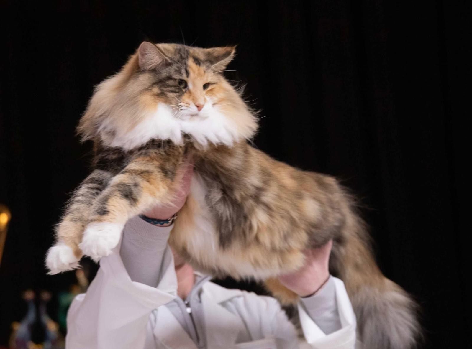 Exposición felina internacional (2) Exposición felina internacional (2)