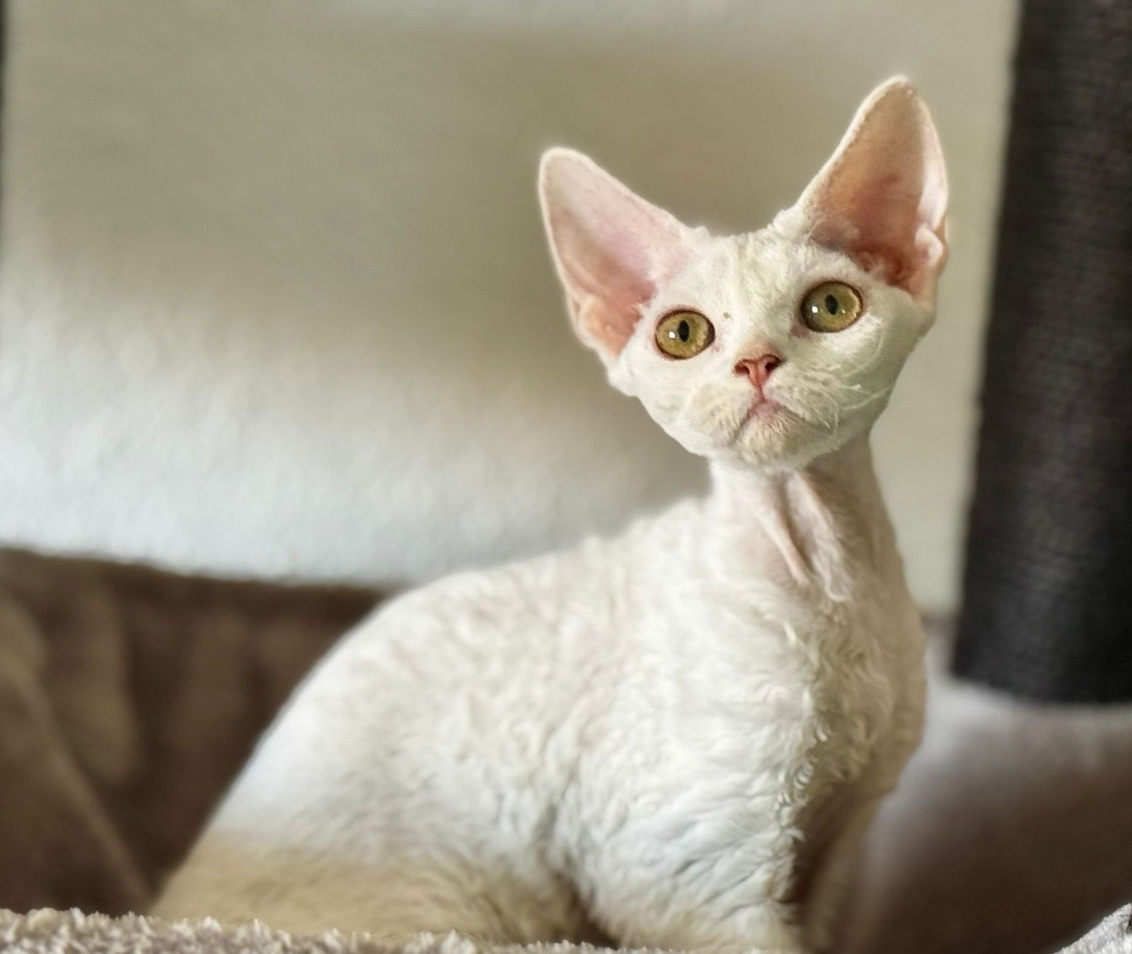 Exposición felina internacional (5) Exposición felina internacional (5)