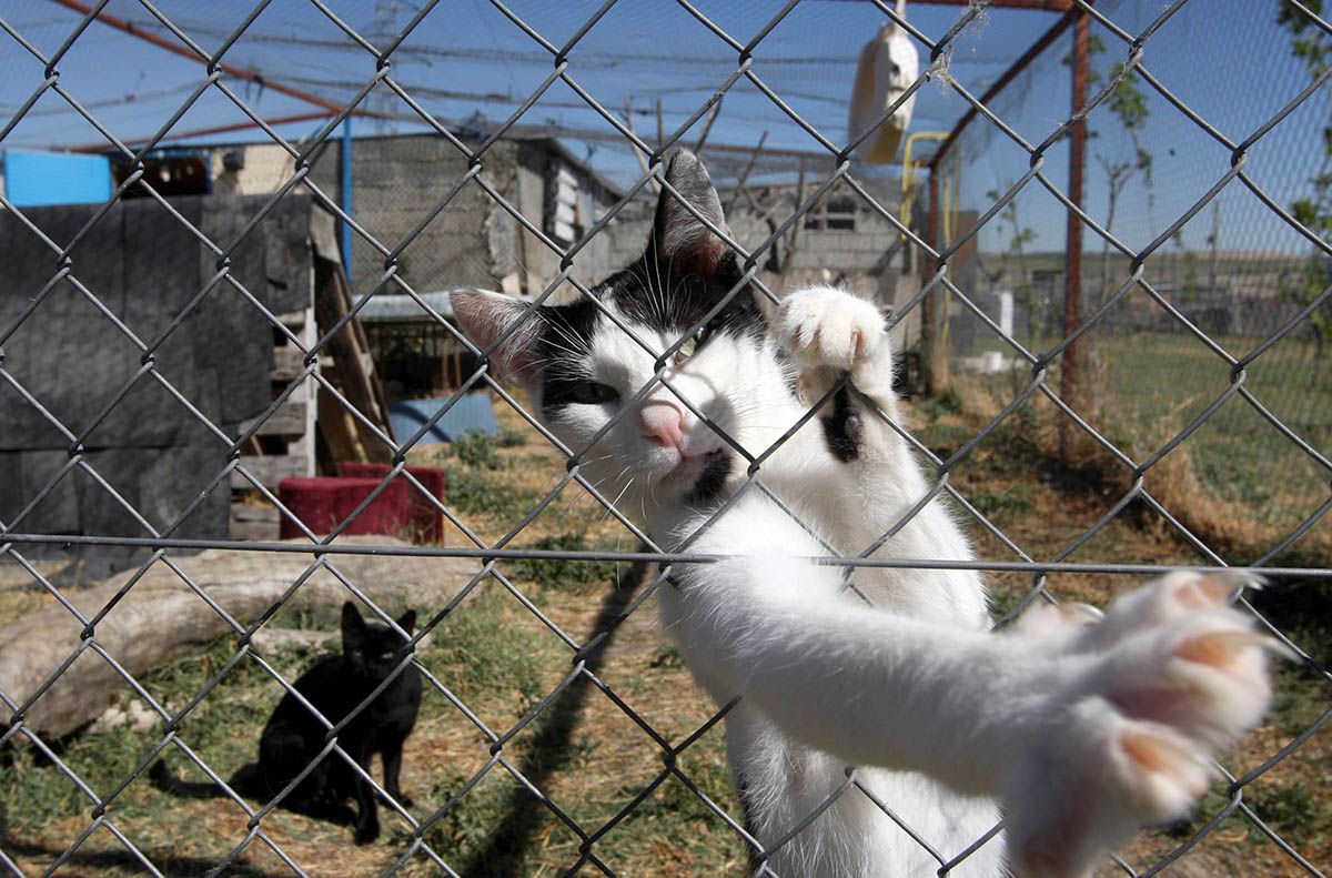 El Ayuntamiento de León aprueba un convenio con el Hospital Veterinario de la ULE para gestionar y controlar las colonias felinas