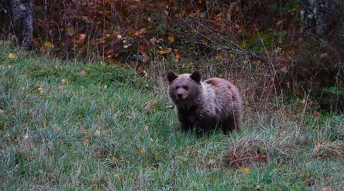 Oso pardo 