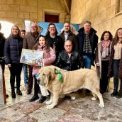 Narancu del Pico Moro y Cantora ganan el Campeonato Provincial de Mastín