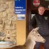 Piden a la Junta que no sacrifique a Pepa, la cierva que 'vive' con un vecino de La Vecilla (León)