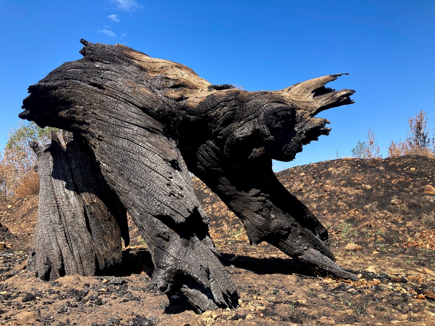 GENERAL 03 Pareidolia Devastación Isabel Turrado (1)