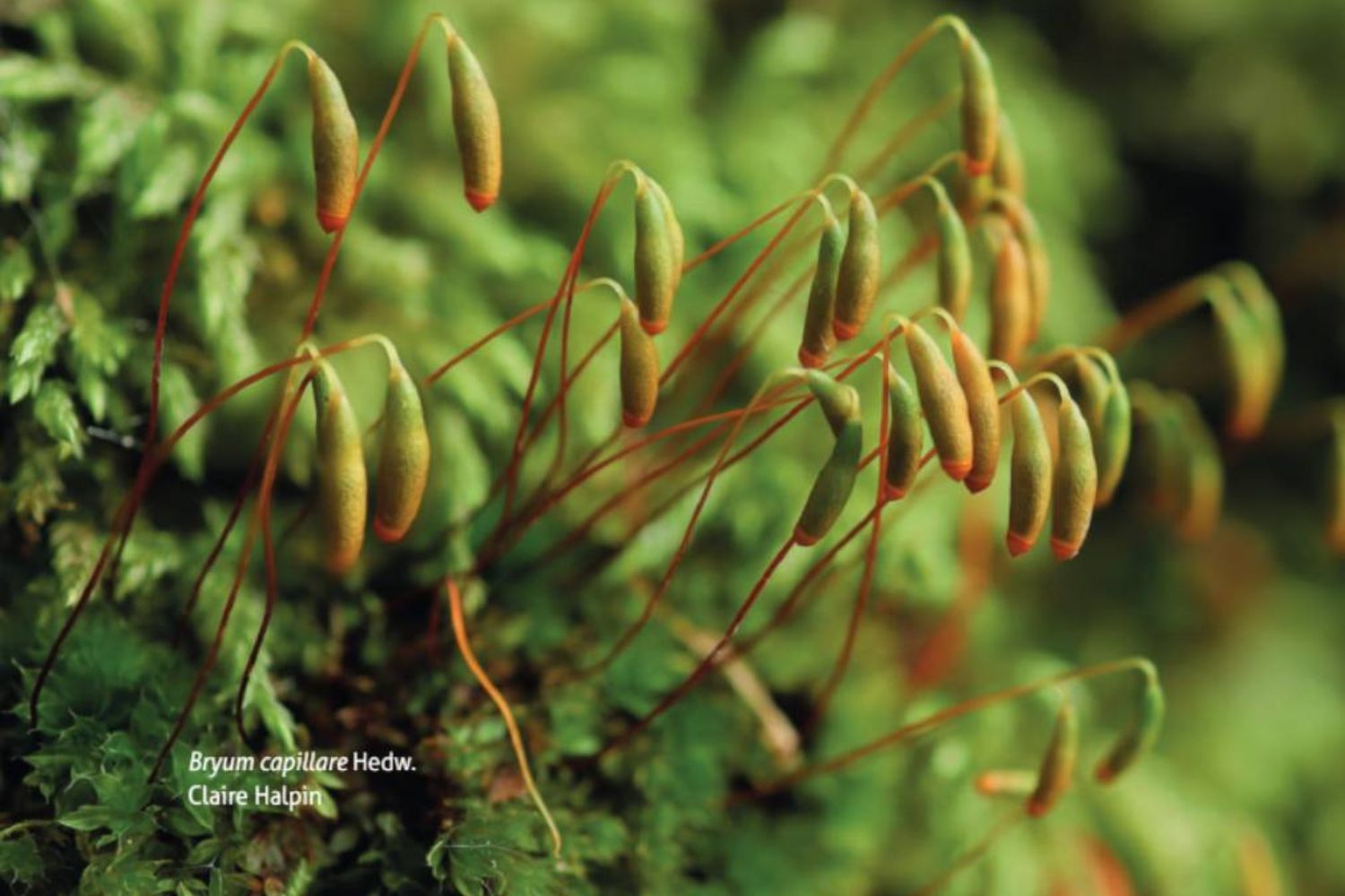 Una de las fotografías que aparecen en el libro publicado por la ULE