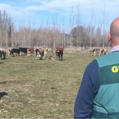 Dos investigados por robar material eléctrico en una explotación ganadera de Sariegos