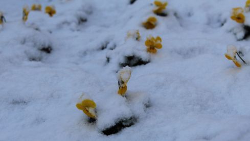 La borrasca Ingrid viste León de blanco | José Martín La borrasca Ingrid viste León de blanco | José Martín