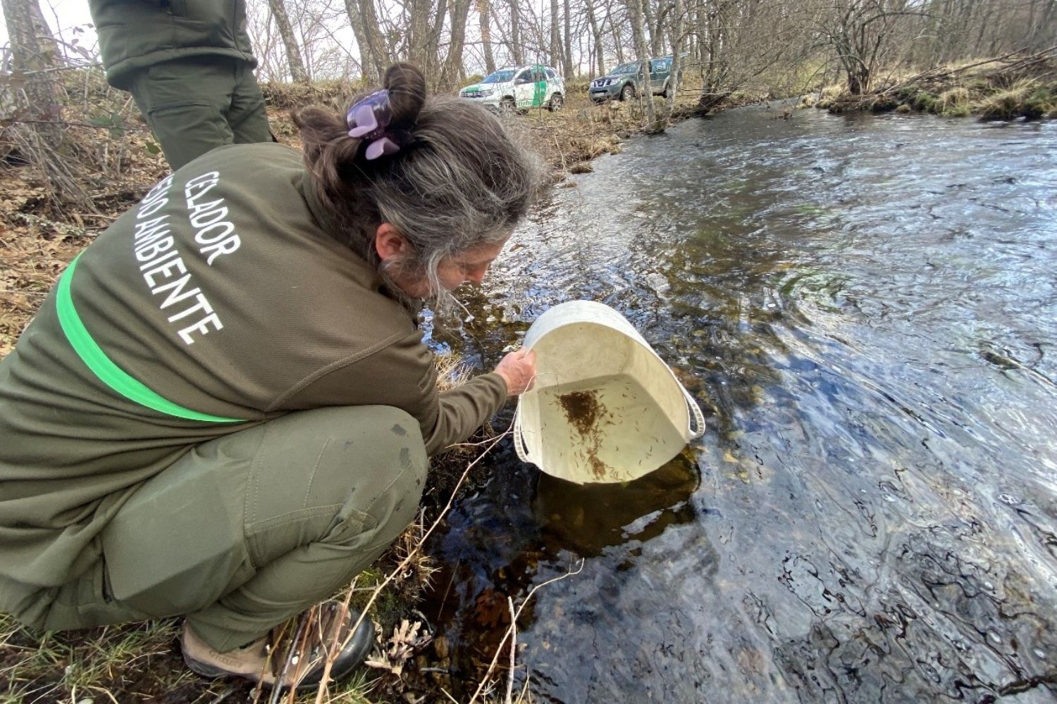 La trucha común mejora su tamaño en los ríos de León pese a descenso en número